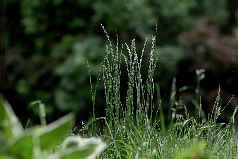 Grashalme Naturfotografie