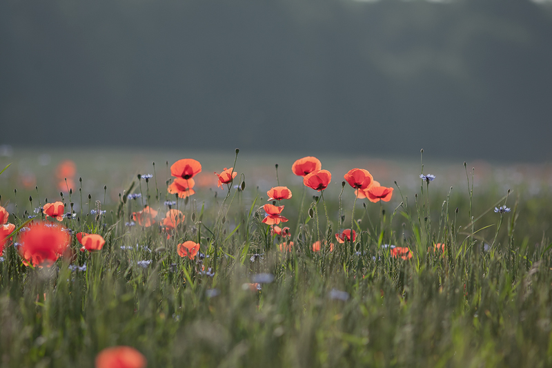 Mohnblume Naturfotografie