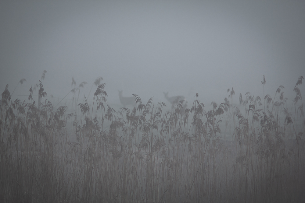 Rehe im Nebel