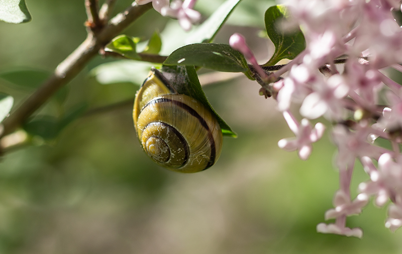 Schneckenhaus Naturfotografie